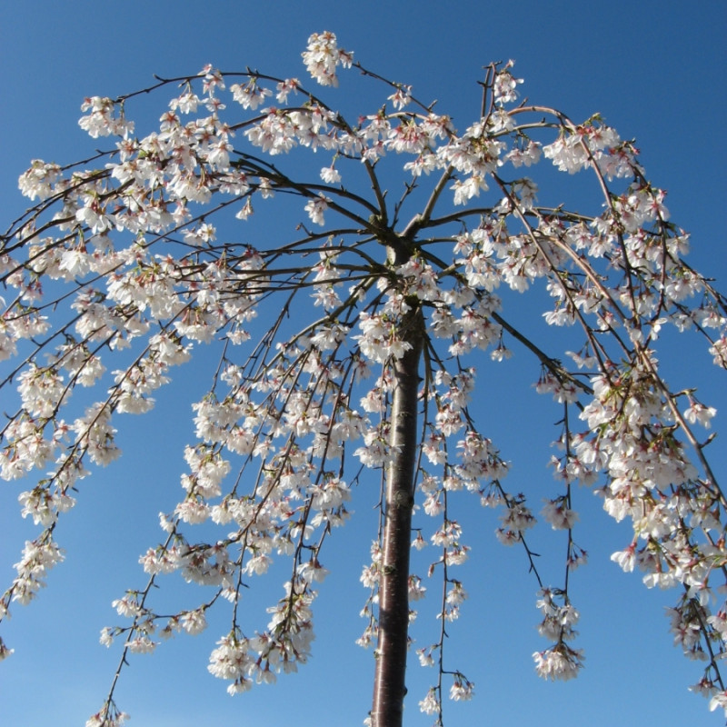 Prunus Snow Fountains Snofozam - Cerisier à fleurs