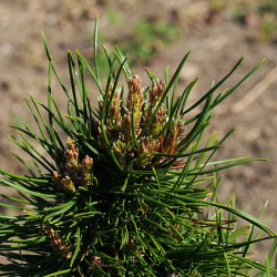 Pinus mugo ‘Mops’