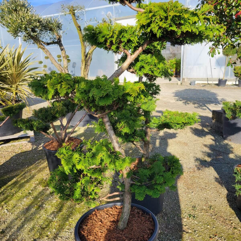 Chamaecyparis obtusa ‘Fontana‘