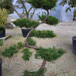 Juniperus x media ‘Pfitzeriana‘