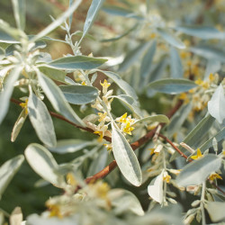 Elaeagnus commutata ‘Zempin’