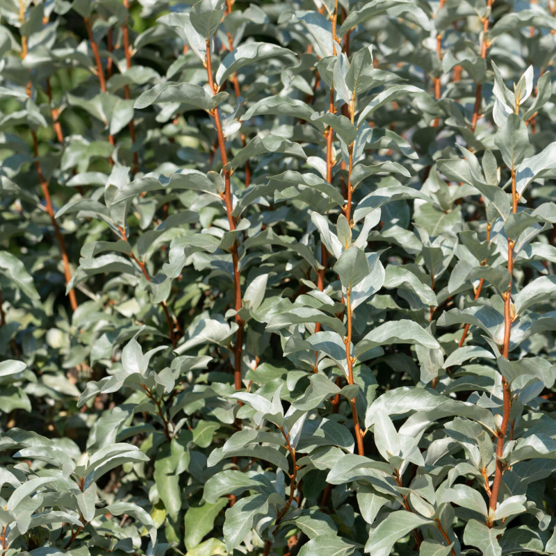 Elaeagnus commutata ‘Zempin’