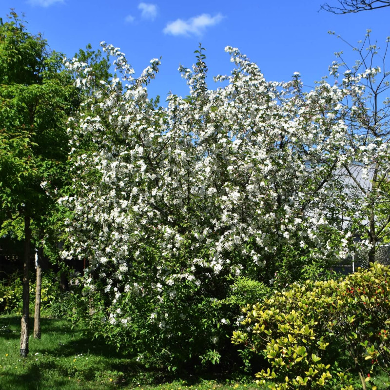 MALUS TORINGO ‘JUTTA‘ - Pommier d'ornement