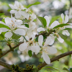 MALUS TORINGO ‘JUTTA‘ - Pommier d'ornement