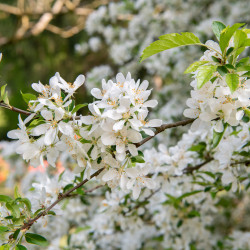 MALUS TORINGO ‘JUTTA‘ - Pommier d'ornement