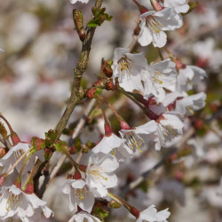 Prunus incisa 'Fujiyama'