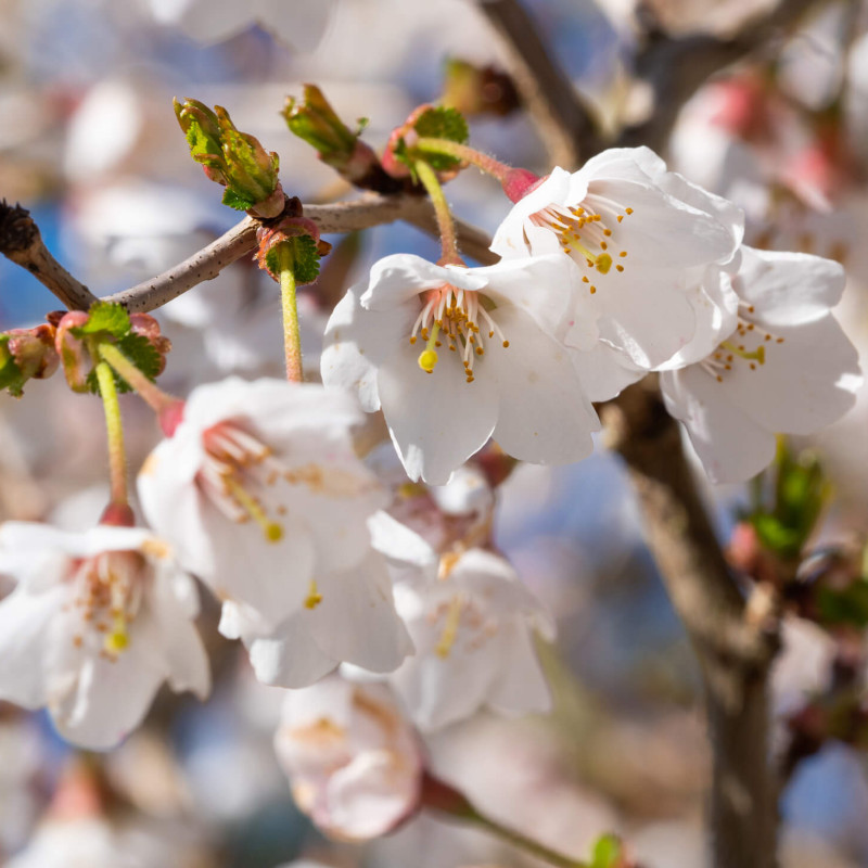 Prunus incisa 'Fujiyama'