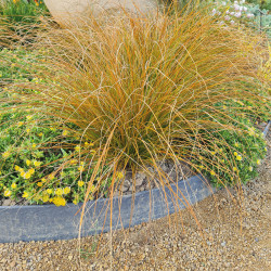 Carex testacea Prairie Fire