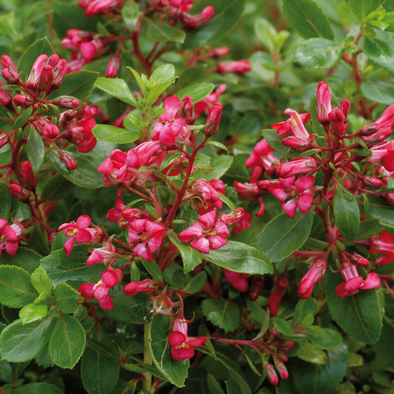 Escallonia ‘Red Dream’