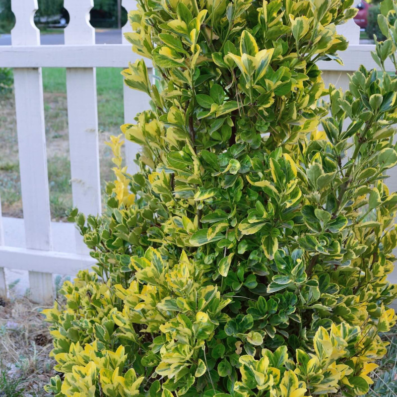 Euonymus japonicus ‘Aureomarginatus’