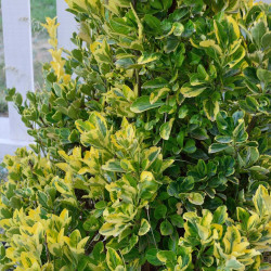 Euonymus japonicus ‘Aureomarginatus’