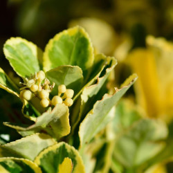 Euonymus japonicus ‘Aureomarginatus’