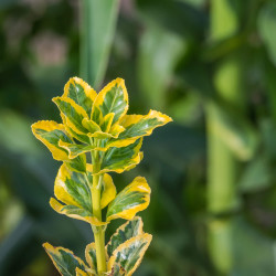 Euonymus japonicus ‘Aureomarginatus’