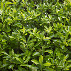 Euonymus japonicus ‘Microphyllus’