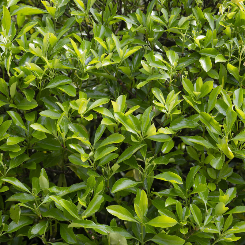 Euonymus japonicus ‘Microphyllus’