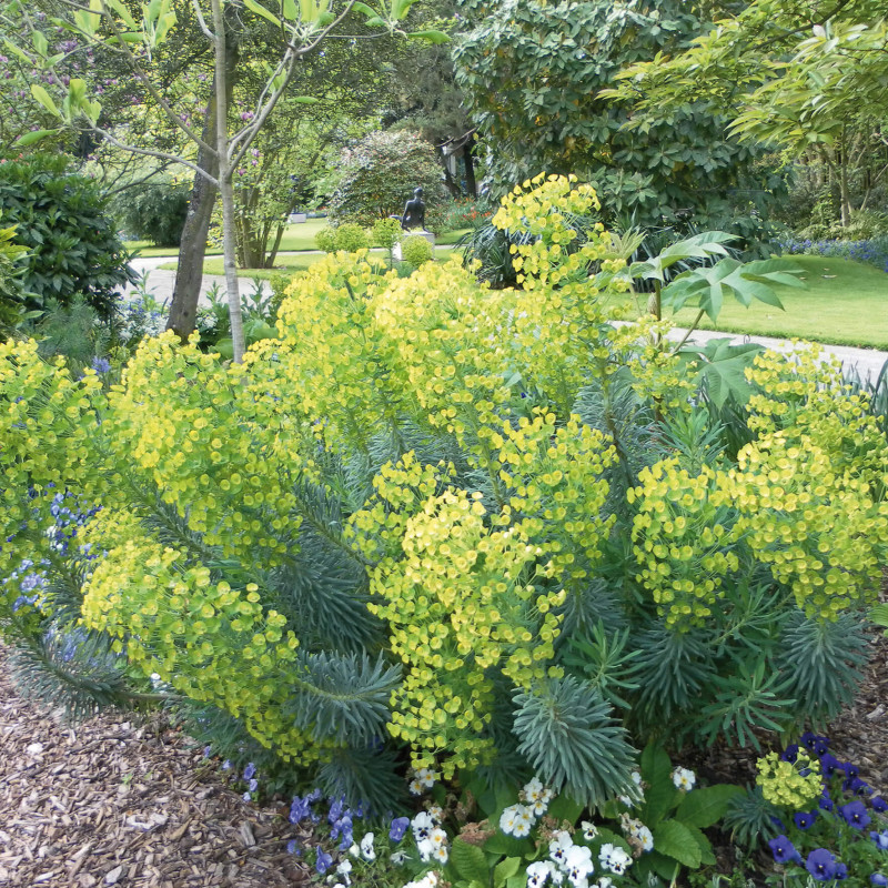 Euphorbia characias ‘Wulfenii’