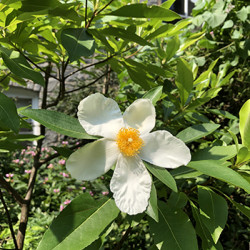 Gordlinia grandiflora