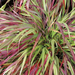 Hakonechloa macra ‘Beni Kaze’