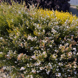 Diosma hirsuta ‘Sunset Gold’