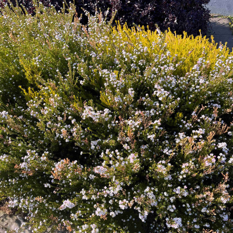 Diosma hirsuta ‘Sunset Gold’