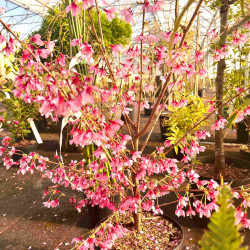 Prunus ‘Okame‘