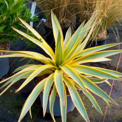 Yucca gloriosa ‘Citrus twist‘