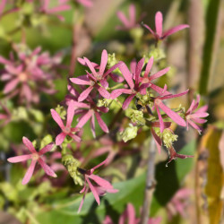 Heptacodium miconioides Tianshan