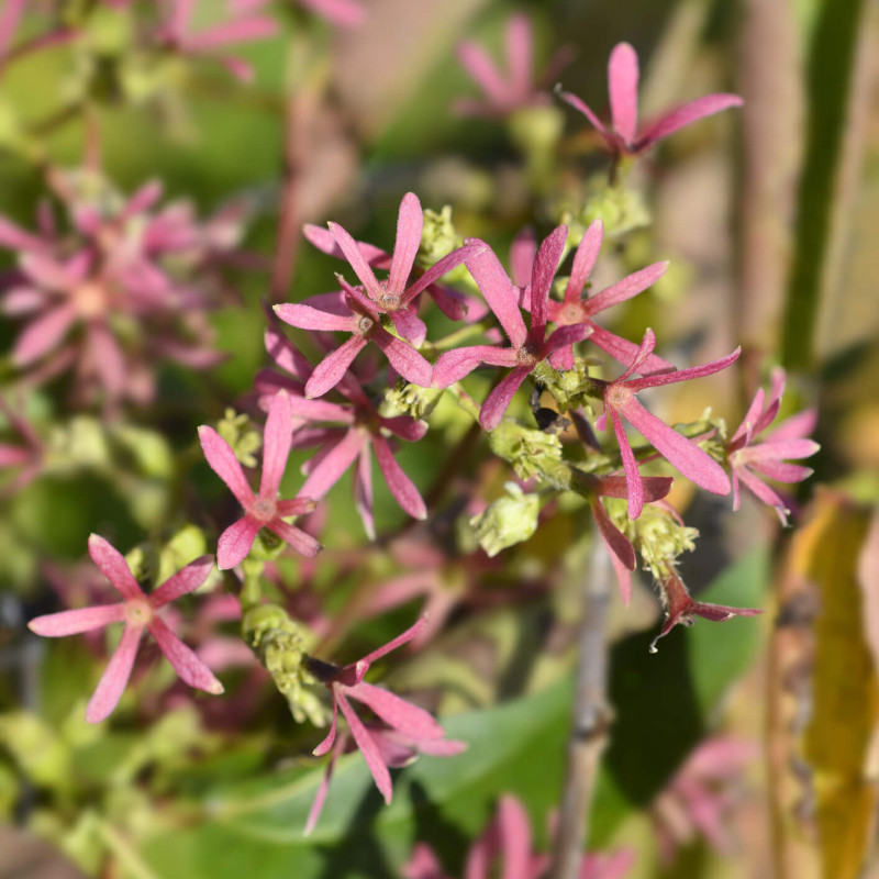 Heptacodium miconioides Tianshan