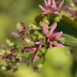 Heptacodium miconioides Tianshan