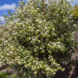 Hoheria sexstylosa ‘Stardust’