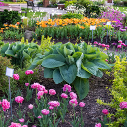 Hosta ‘Empress Wu’