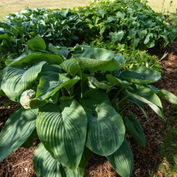 Hosta ‘Empress Wu’