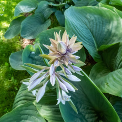 Hosta ‘Empress Wu’