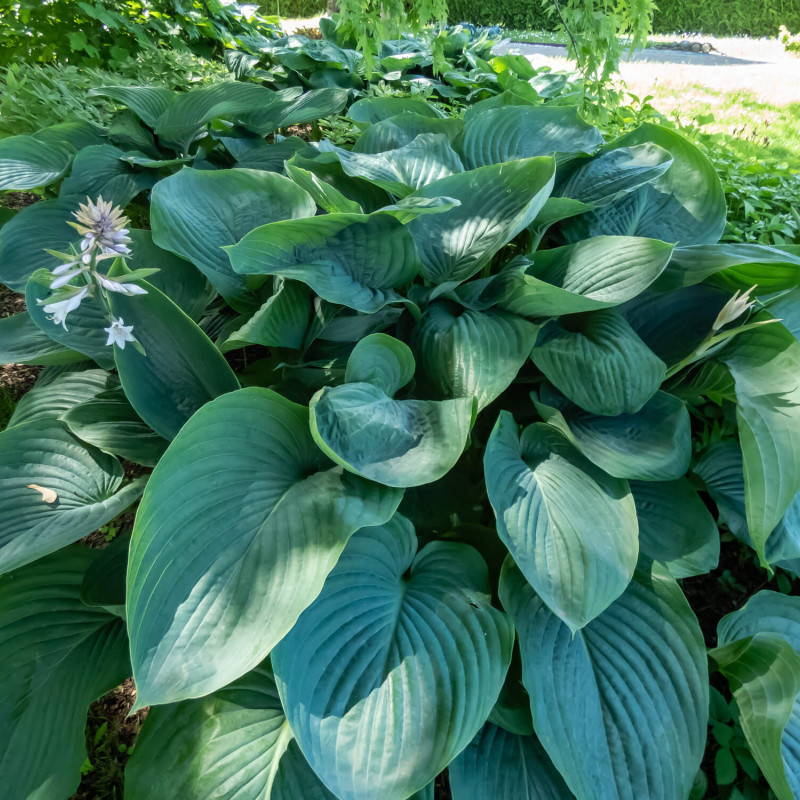 Hosta ‘Empress Wu’