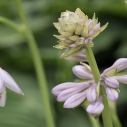 Hosta ‘Empress Wu’