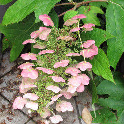 Hydrangea quercifolia ‘Ruby slippers’