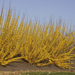 Forsythia × intermedia ‘Week-end‘ ® - ‘Courtalyn’ - Mimosa de Paris