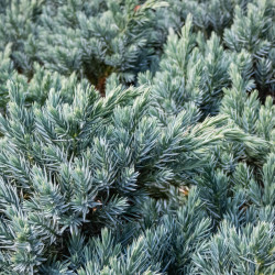 Juniperus squamata ‘Blue Star’