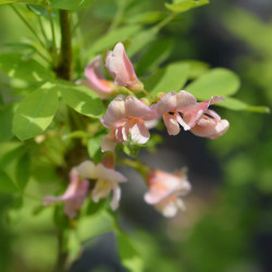 Laburnocytisus adamii