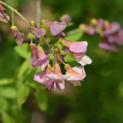 Laburnocytisus adamii