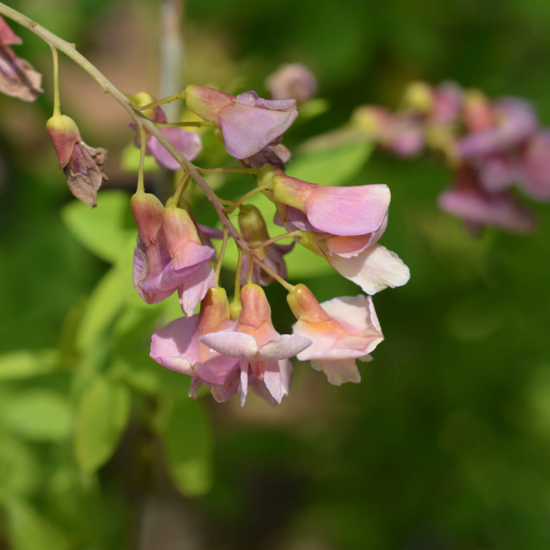 Laburnocytisus adamii