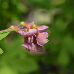 Laburnocytisus adamii