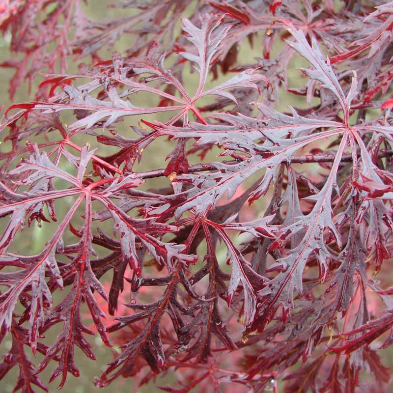 Acer palmatum Dissectum Garnet