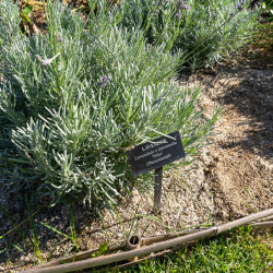 Lavandula intermedia ‘Phenomenal‘