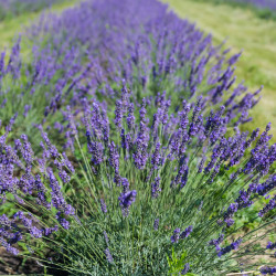 Lavandula angustifolia ‘Anna’