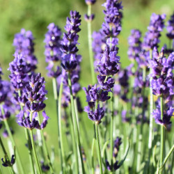 Lavandula angustifolia ‘Anna’