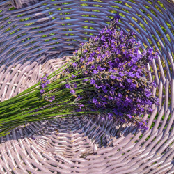 Lavandula angustifolia ‘Anna’