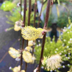 Salix caprea ‘Kilmarnock’