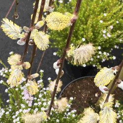 Salix caprea ‘Kilmarnock’