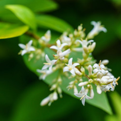 Ligustrum × vicaryi